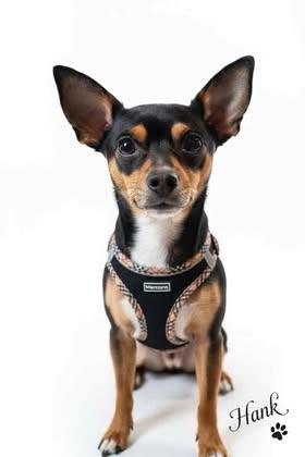 Enlarge Hank, a Adoptable mixed breed in Watertown, WI image 2/6