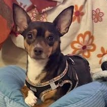 Enlarge Hank, a Adoptable mixed breed in Watertown, WI image 6/6