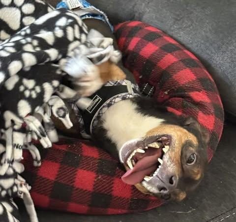 Hank