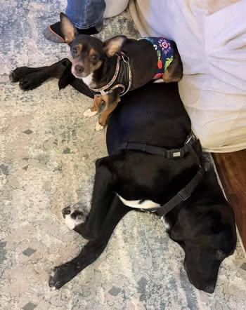 Enlarge Hank, a Adoptable mixed breed in Watertown, WI image 5/6