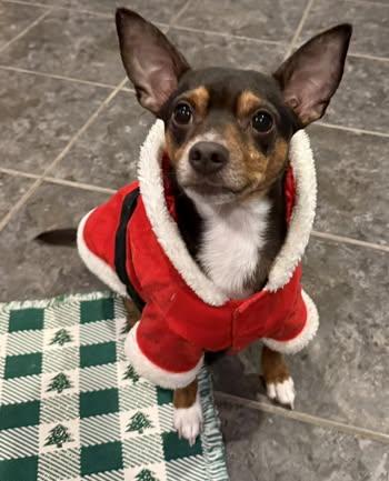 Enlarge Hank, a Adoptable mixed breed in Watertown, WI image 1/6