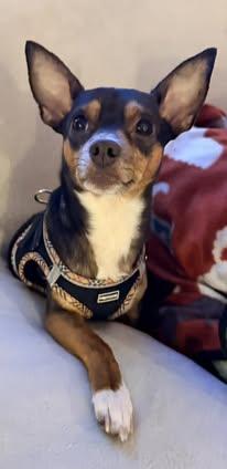 Enlarge Hank, a Adoptable mixed breed in Watertown, WI image 4/6