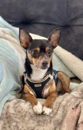 Enlarge Hank, a Adoptable mixed breed in Watertown, WI image 3/6