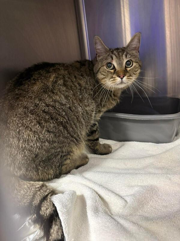 Enlarge Noah, a Adoptable Domestic Short Hair in Burgaw, NC image 2/3