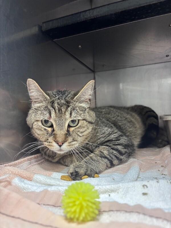 Enlarge Noah, a Adoptable Domestic Short Hair in Burgaw, NC image 3/3