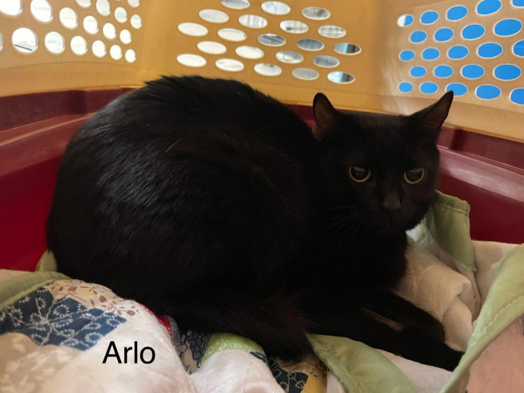 Enlarge Arlene, a Adoptable mixed breed in Crossville, TN image 2/2