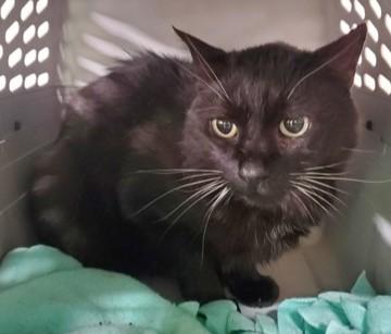 Enlarge Alex, a Adoptable Domestic Short Hair image 1/1