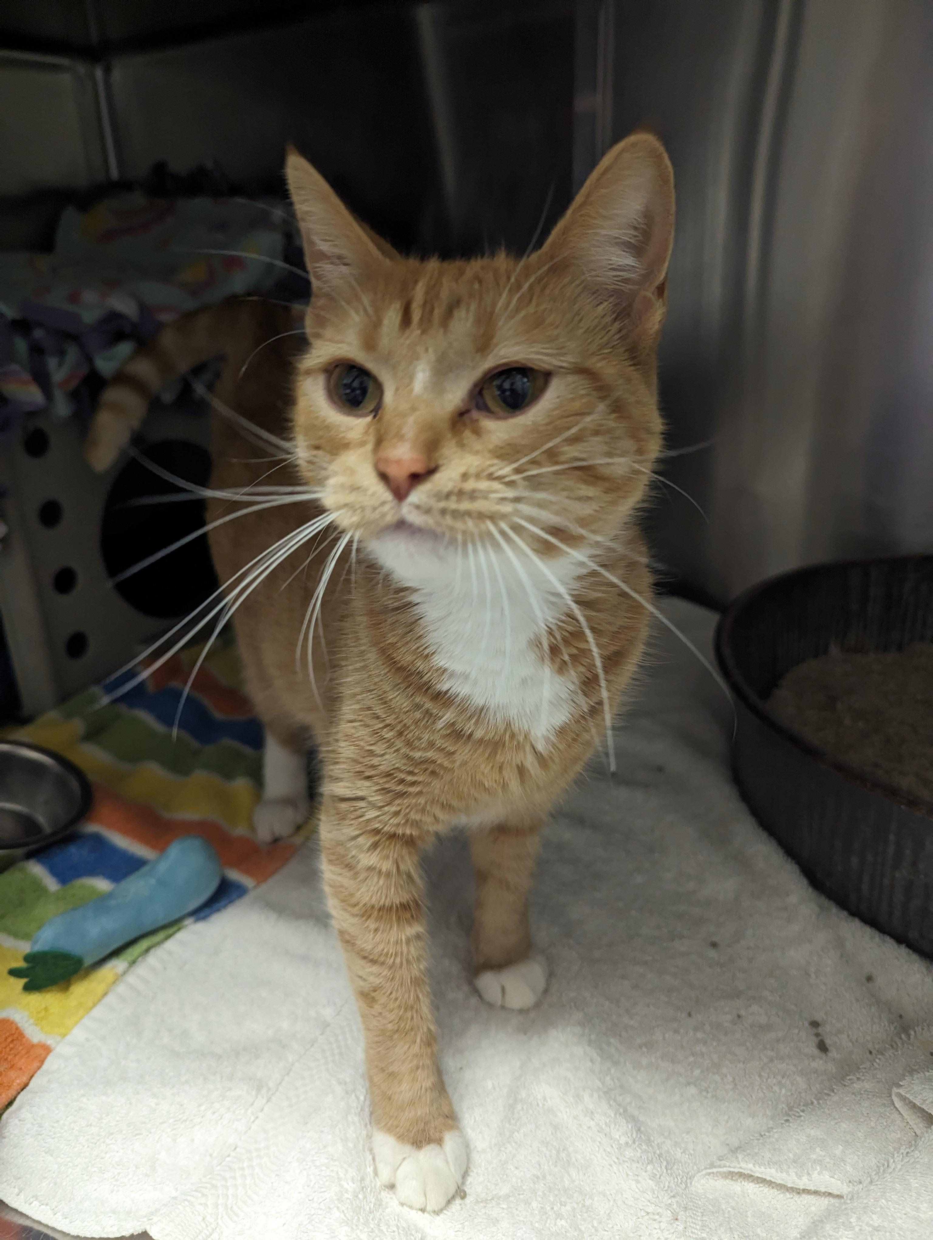 Perkins, Adult Female Domestic Short Hair