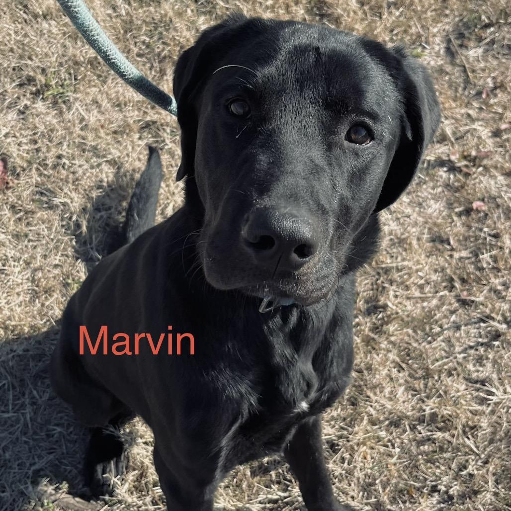 Enlarge Marvin, a Adoptable Mixed Breed in Duncan, OK image 3/6