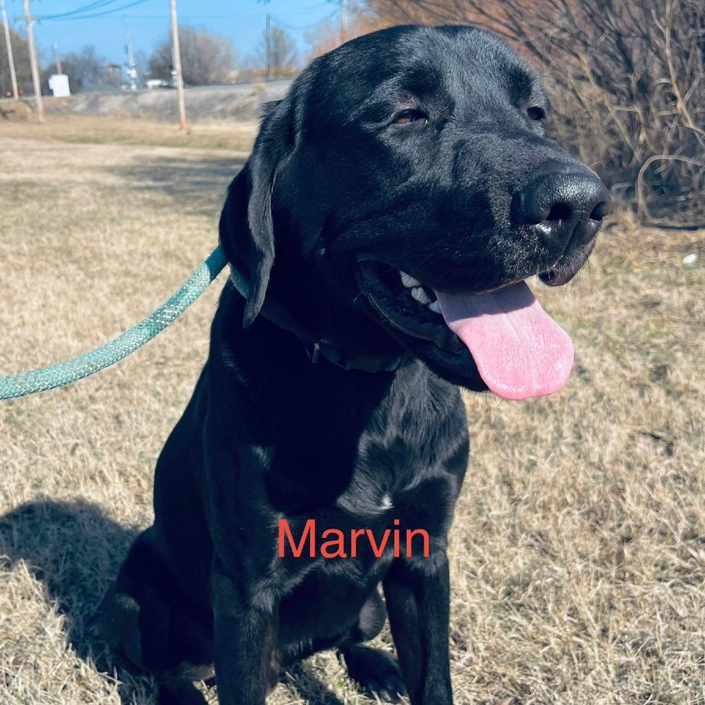 Enlarge Marvin, a Adoptable Mixed Breed in Duncan, OK image 6/6