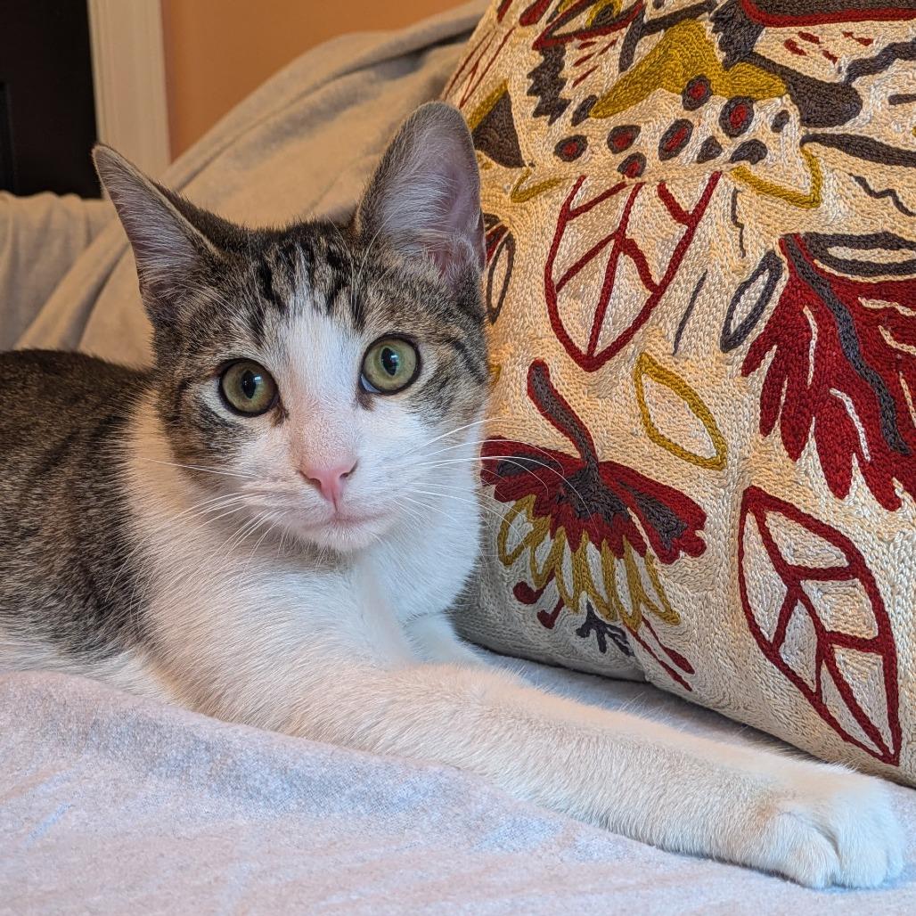 Tangeri, Adoptable, Young Male Domestic Short Hair.