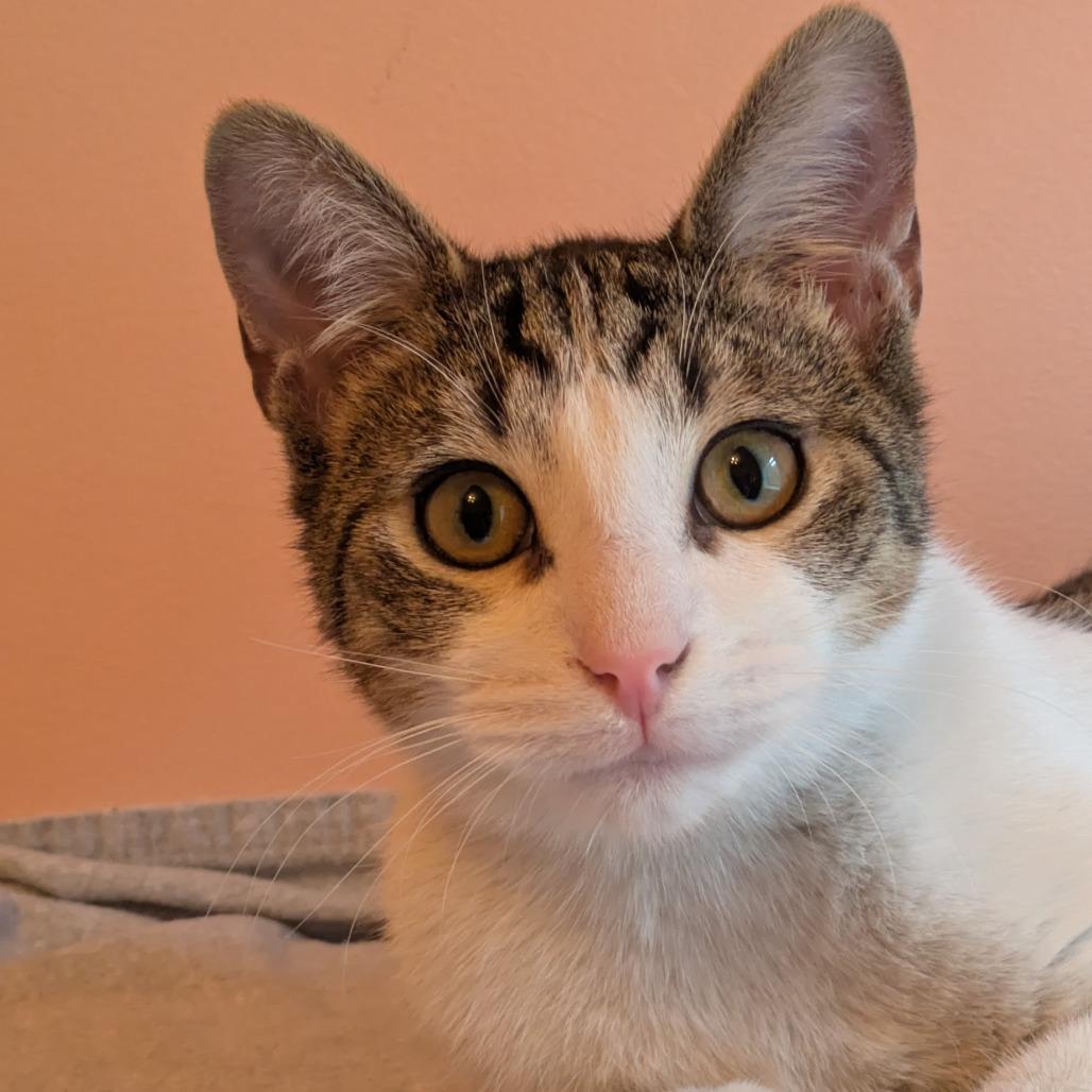 Enlarge Tangeri, a Adoptable Domestic Short Hair in Washington, DC image 2/6