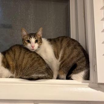 Enlarge Tangeri, a Adoptable Domestic Short Hair in Washington, DC image 4/6