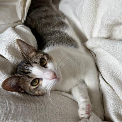 Enlarge Tangeri, a Adoptable Domestic Short Hair in Washington, DC image 3/6