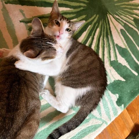 Enlarge Tangeri, a Adoptable Domestic Short Hair in Washington, DC image 5/6