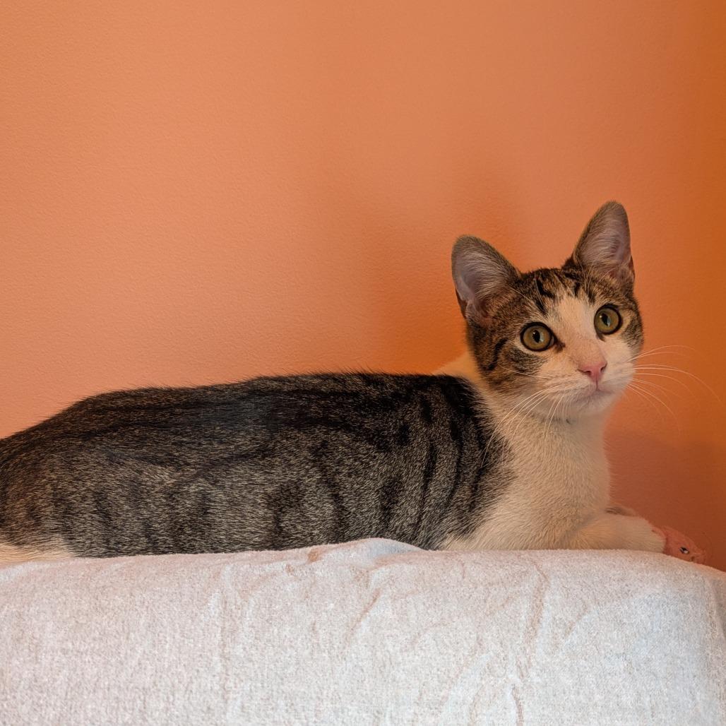 Enlarge Tangeri, a Adoptable Domestic Short Hair in Washington, DC image 6/6