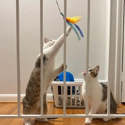 Enlarge Tangeri, a Adoptable Domestic Short Hair in Washington, DC image 6/6