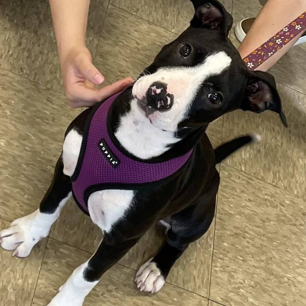 Paisley, Adoptable, Adult Female Pit Bull Terrier & Mixed Breed.