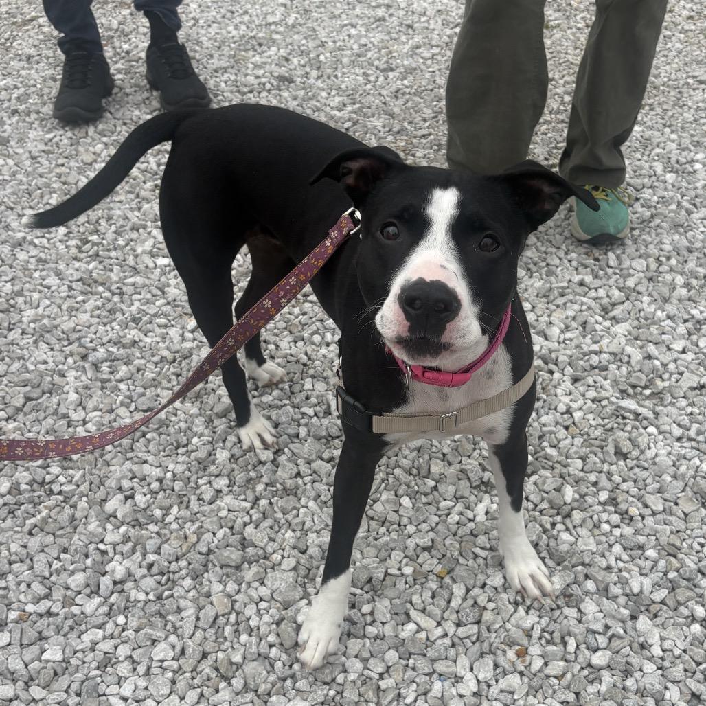 Enlarge Paisley, a Adoptable mixed breed in Mooresville, IN image 2/4