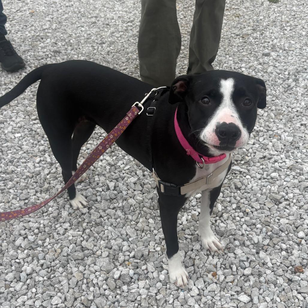 Enlarge Paisley, a Adoptable mixed breed in Mooresville, IN image 3/4