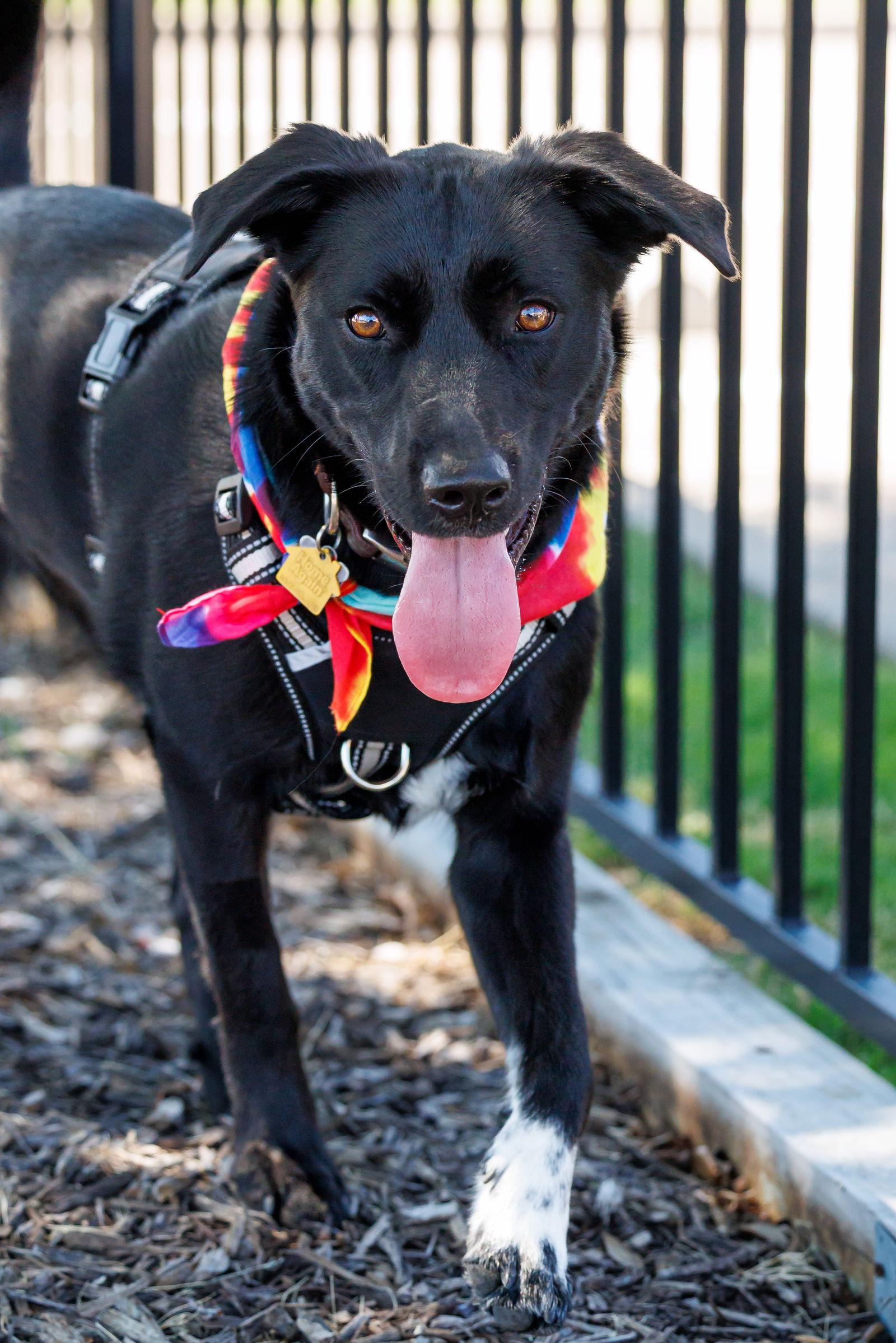 Enlarge Luthien-Diamond Dog, a Adoptable mixed breed in McKinney, TX image 2/3