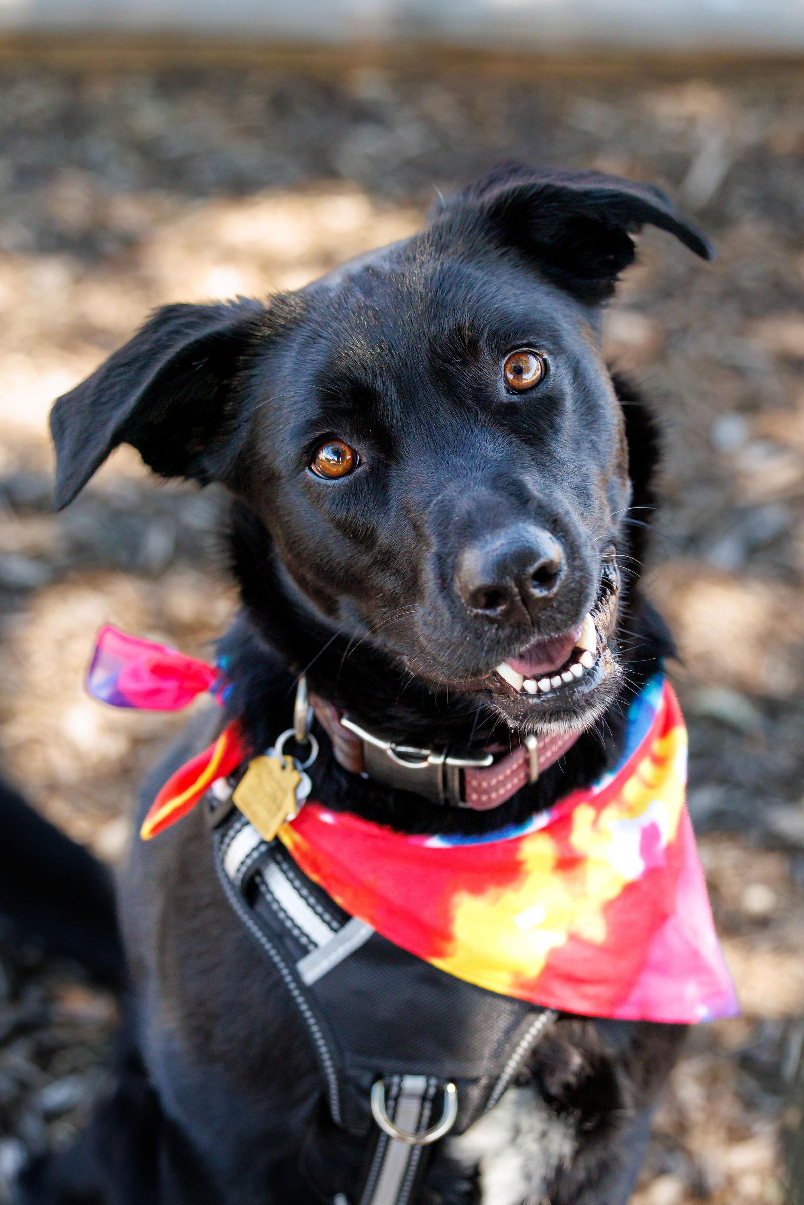 Enlarge Luthien-Diamond Dog, a Adoptable mixed breed in McKinney, TX image 3/3