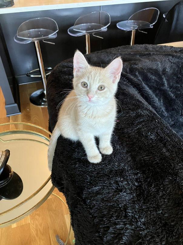 Macaroni, Adopted, Kitten Female Domestic Short Hair.