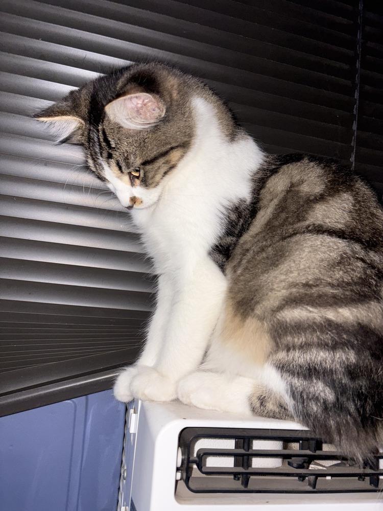 Enlarge Tiger, a Adoptable mixed breed in Santa Rosa, CA image 1/4