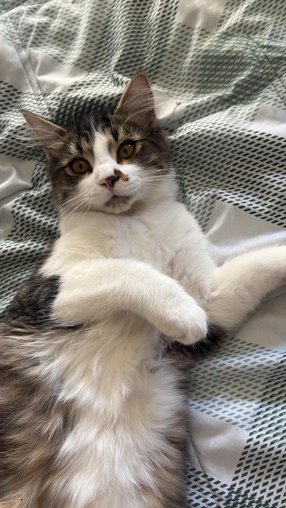 Enlarge Tiger, a Adoptable mixed breed in Santa Rosa, CA image 2/4