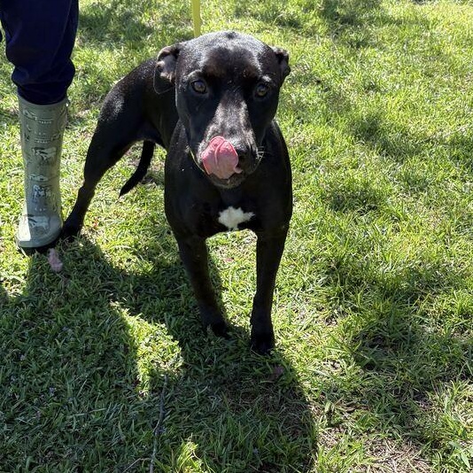 Enlarge Tulip, a Adoptable mixed breed in Valdosta, GA image 4/5