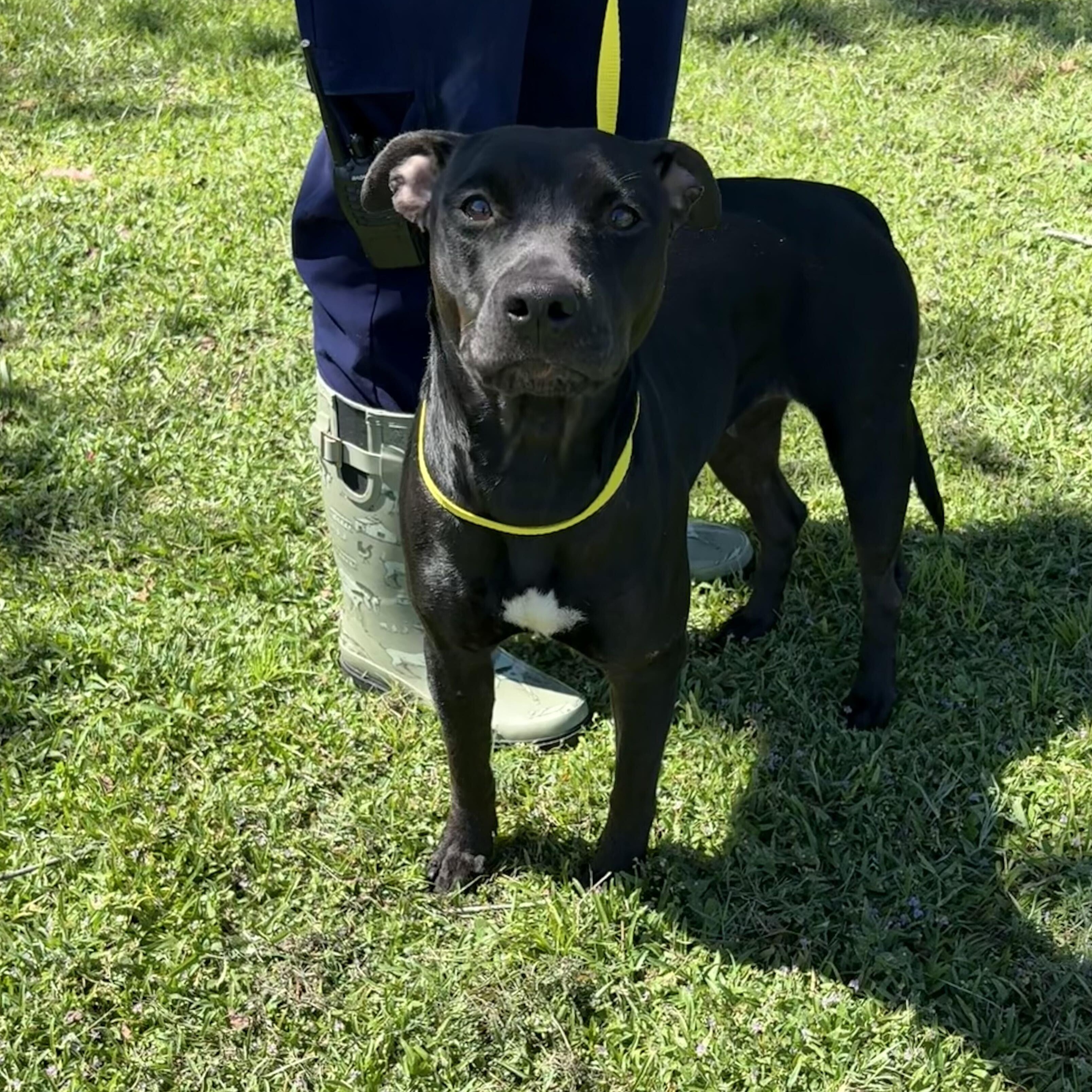 Enlarge Tulip, a Adoptable mixed breed in Valdosta, GA image 3/5