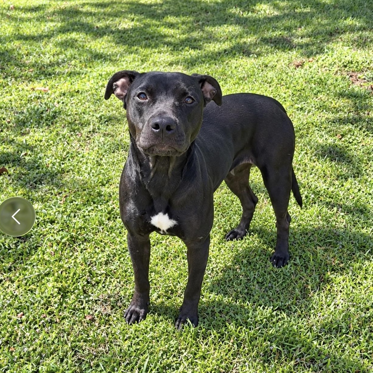 Tulip, Adoptable, Young Female Pit Bull Terrier.