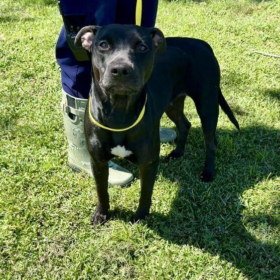 Enlarge Tulip, a Adoptable mixed breed in Valdosta, GA image 2/5