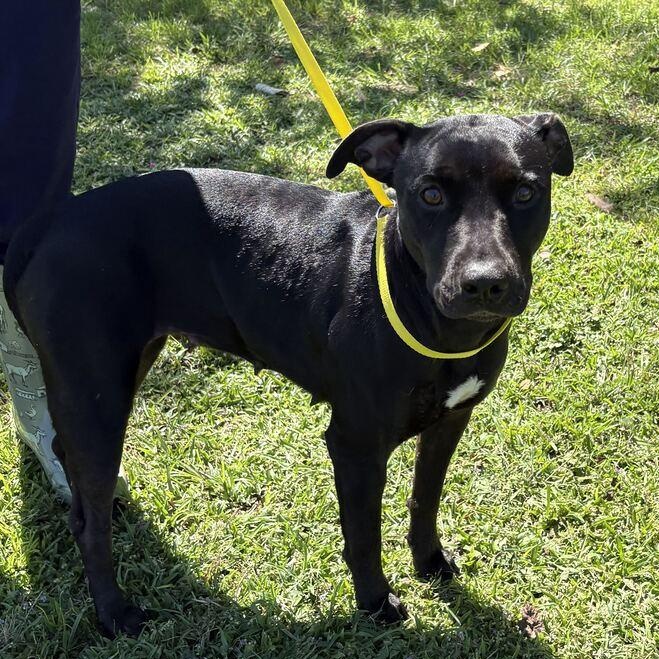 Enlarge Tulip, a Adoptable mixed breed in Valdosta, GA image 5/5