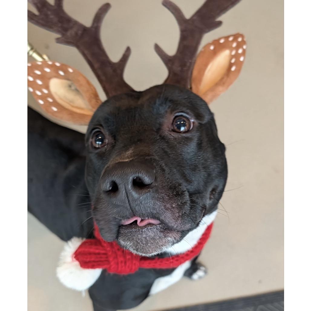 Enlarge Hera -  ECAS, a Adoptable mixed breed in Pleasanton, CA image 1/6