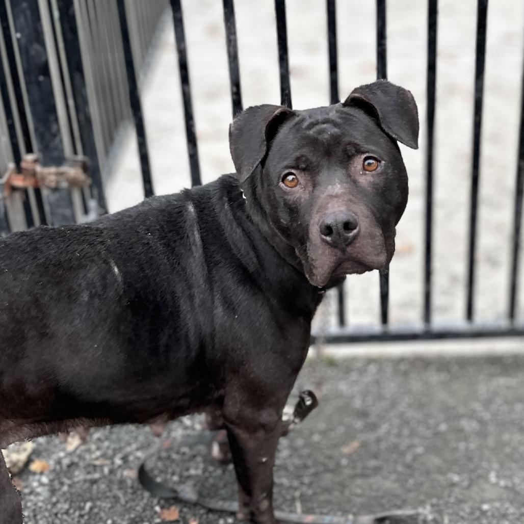 Enlarge Hera -  ECAS, a Adoptable mixed breed in Pleasanton, CA image 3/6