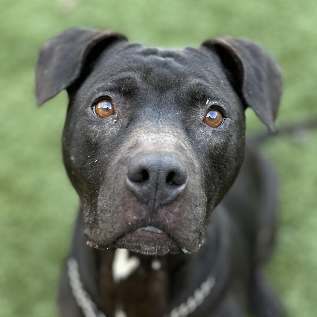 Enlarge Hera -  ECAS, a Adoptable mixed breed in Pleasanton, CA image 4/6