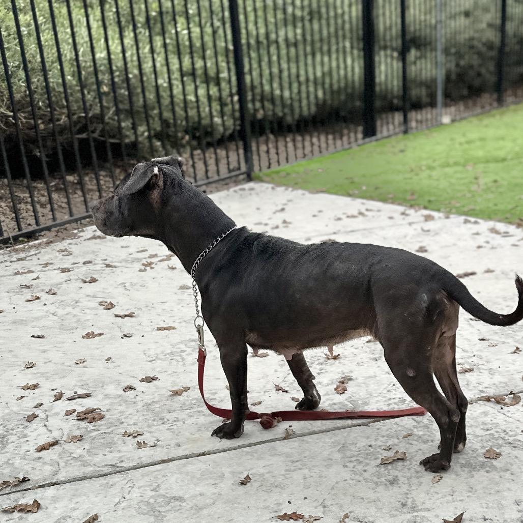 Enlarge Hera -  ECAS, a Adoptable mixed breed in Pleasanton, CA image 5/6