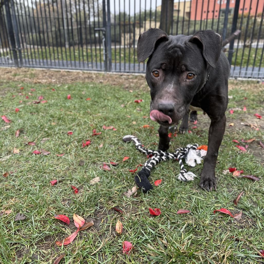 Enlarge Hera -  ECAS, a Adoptable mixed breed in Pleasanton, CA image 6/6
