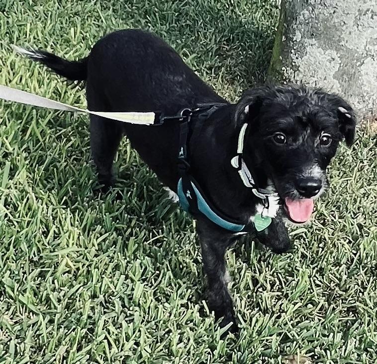 Pixie, an adopted mixed breed in Fort Myers, FL image 4/5