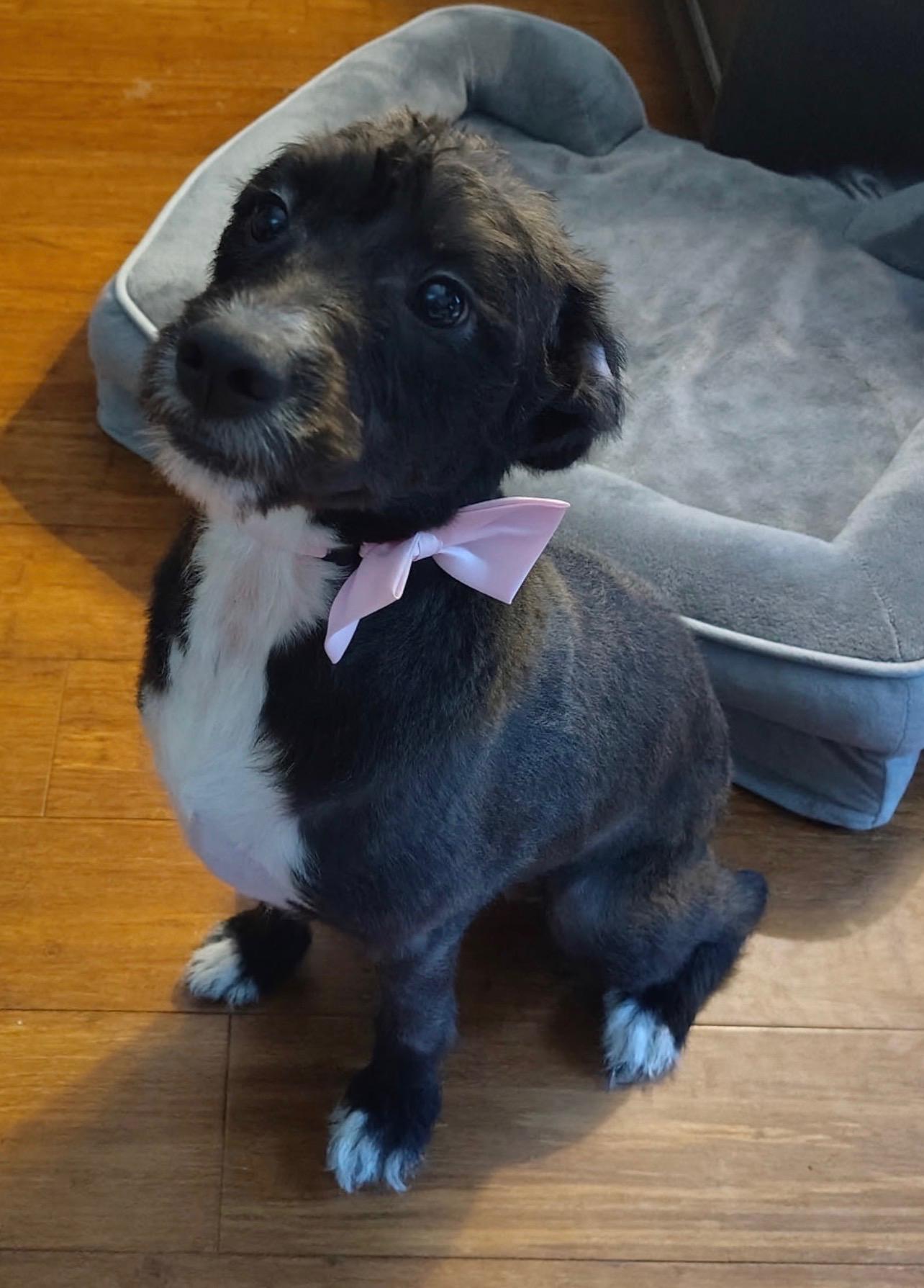 Pixie, adopted, Young Female Miniature Poodle.