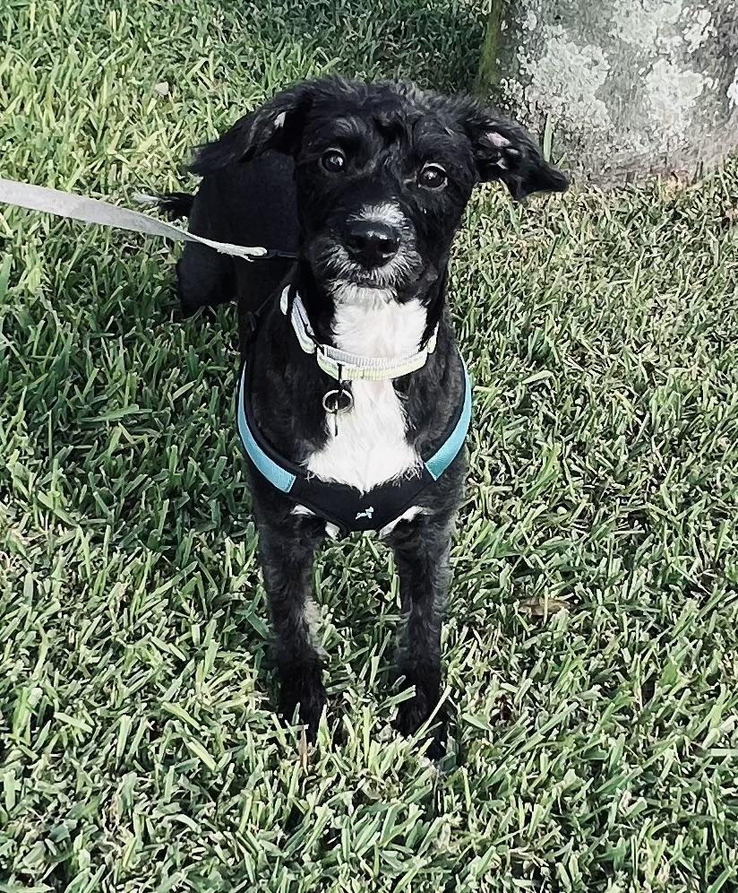 Pixie, an adopted mixed breed in Fort Myers, FL image 2/5