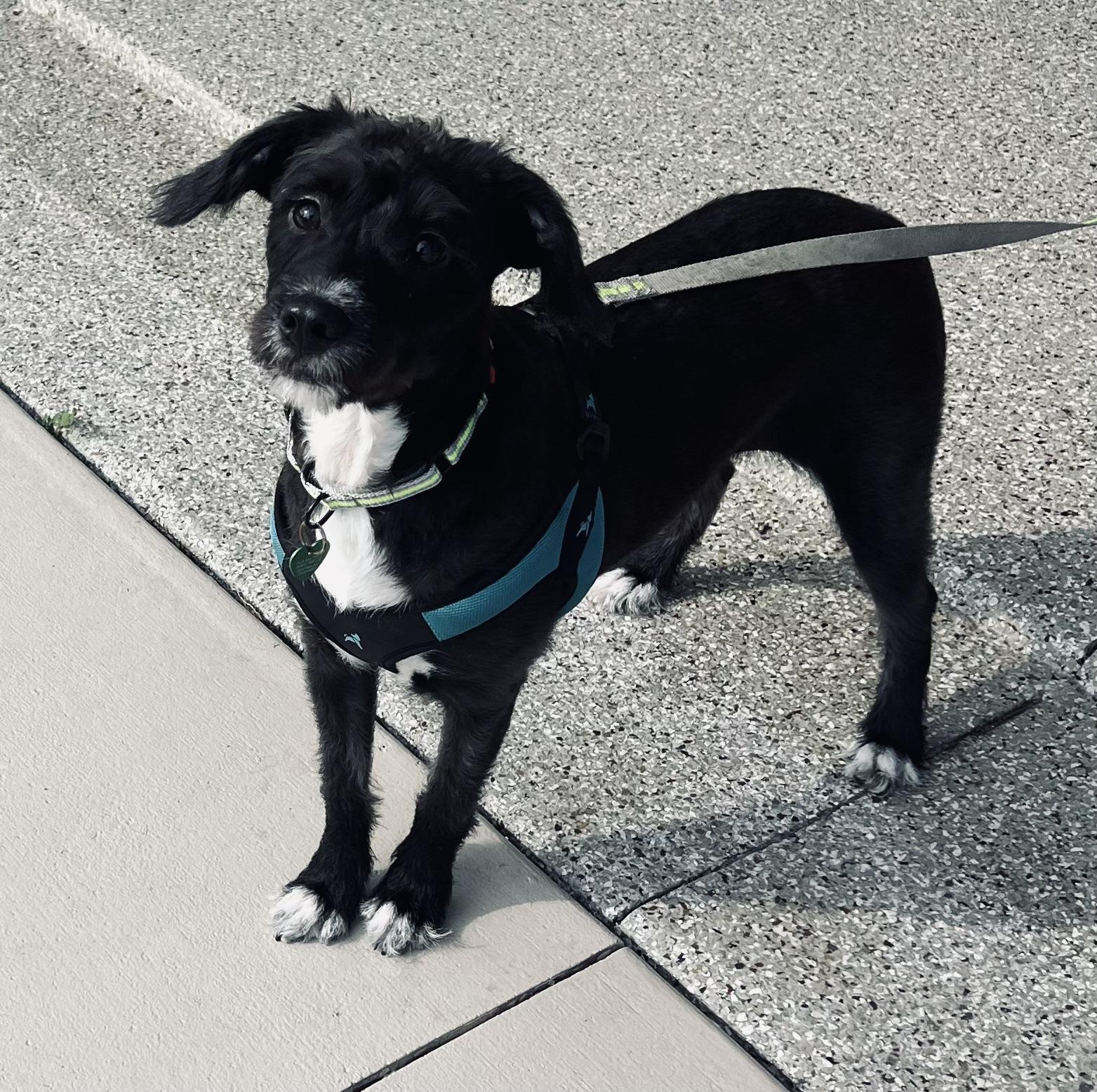 Pixie, an adopted mixed breed in Fort Myers, FL image 5/5