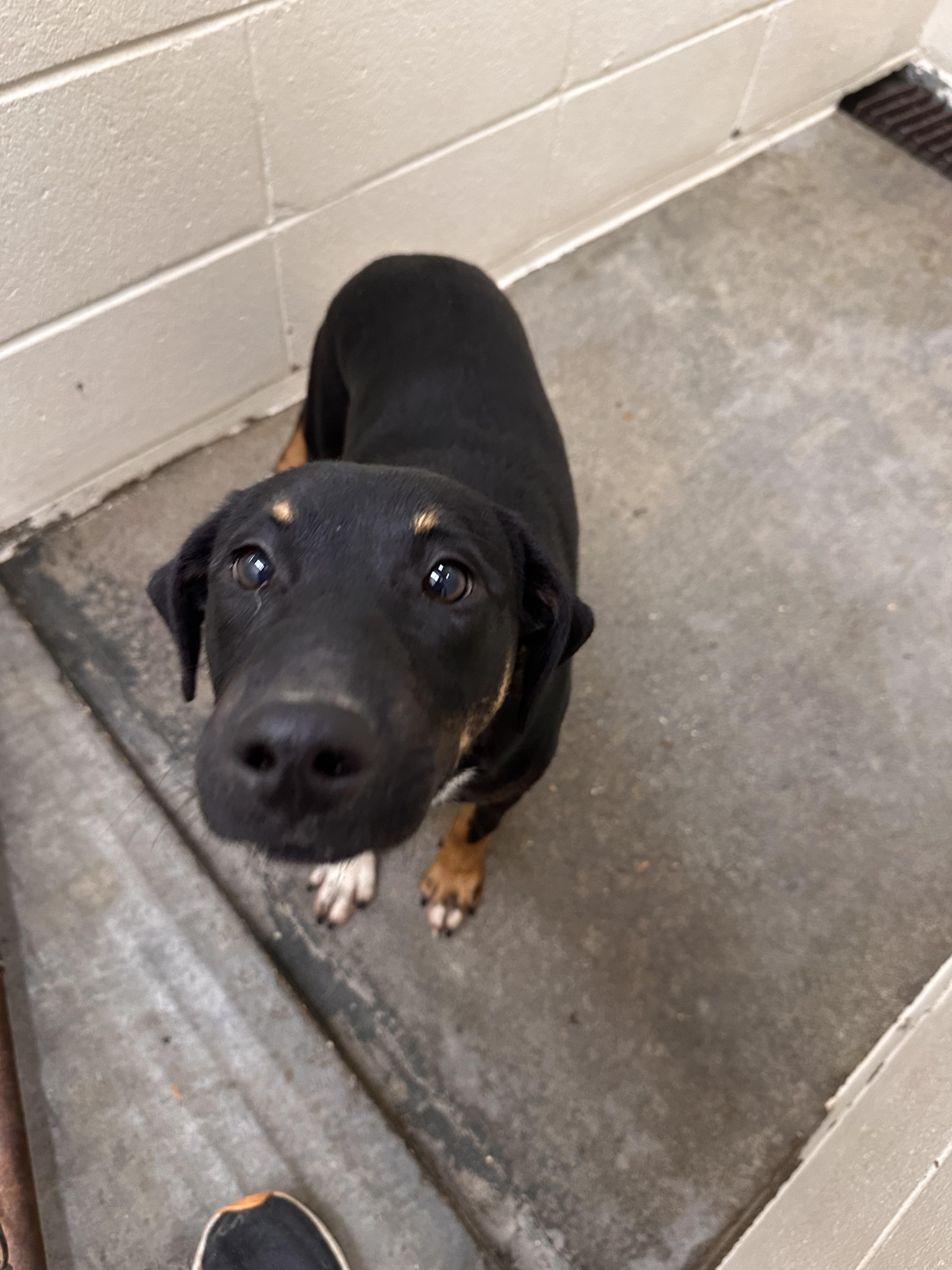 Enlarge Keno, a ADOPTABLE mixed breed in Foxworth, MS image 1/3