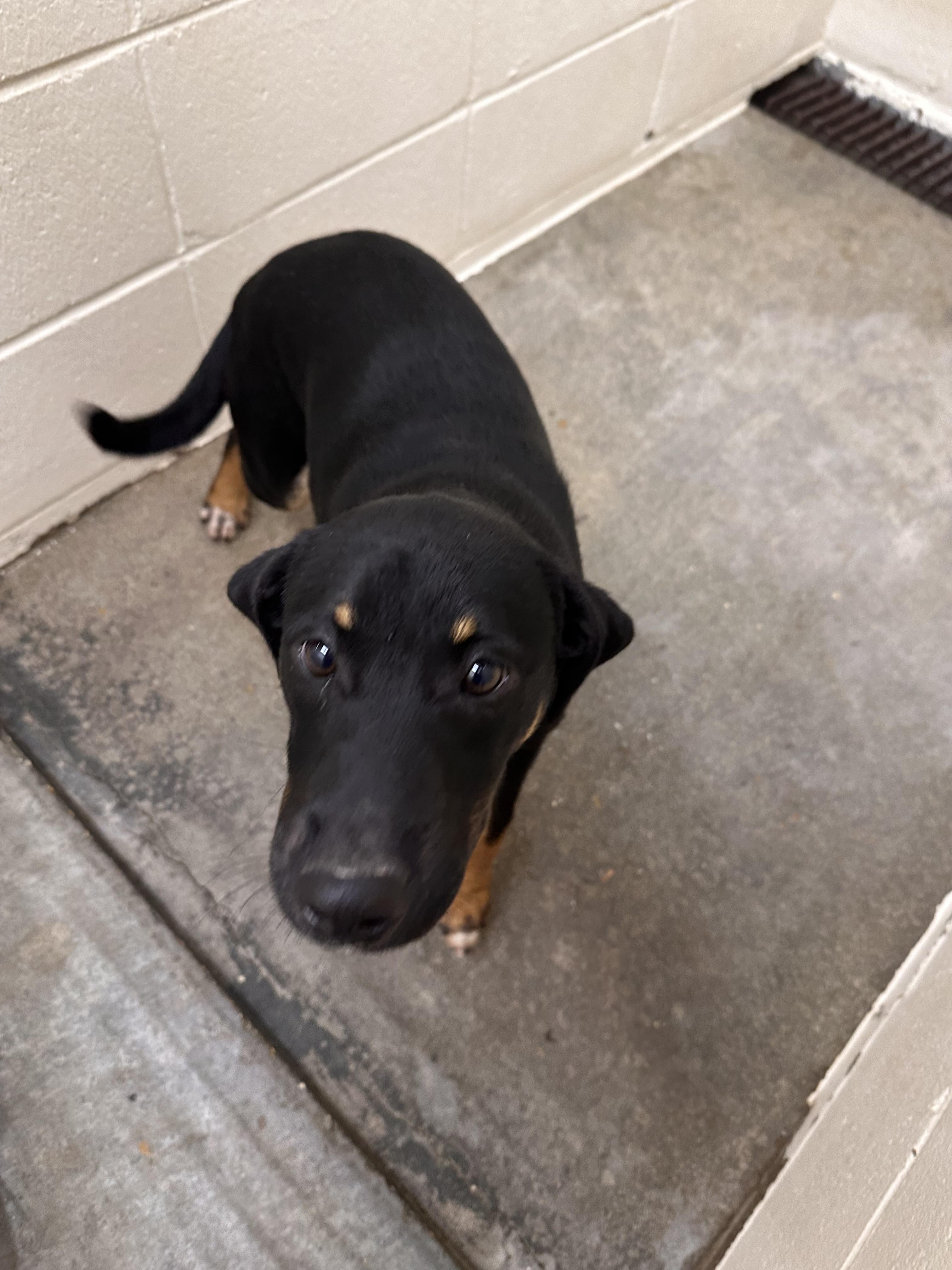 Enlarge Keno, a ADOPTABLE mixed breed in Foxworth, MS image 2/3