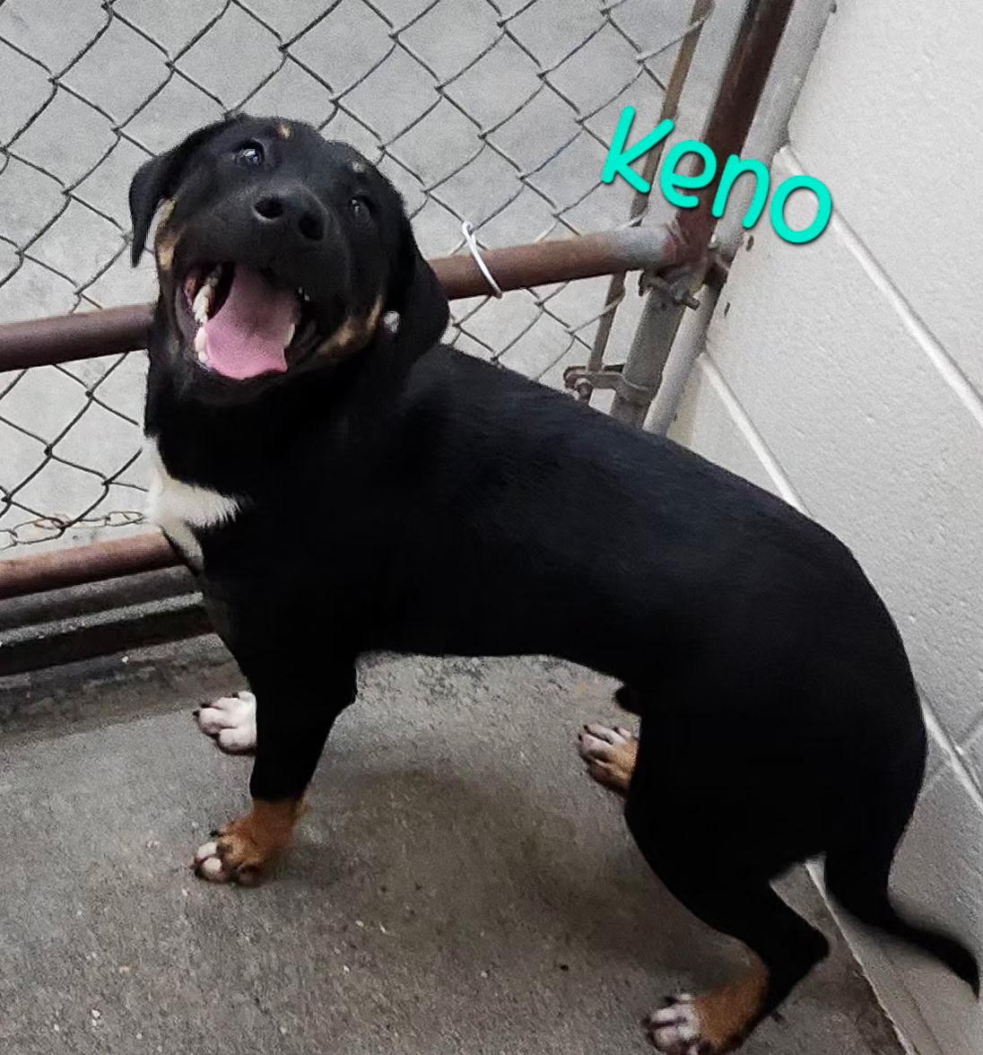 Enlarge Keno, a ADOPTABLE mixed breed in Foxworth, MS image 3/3