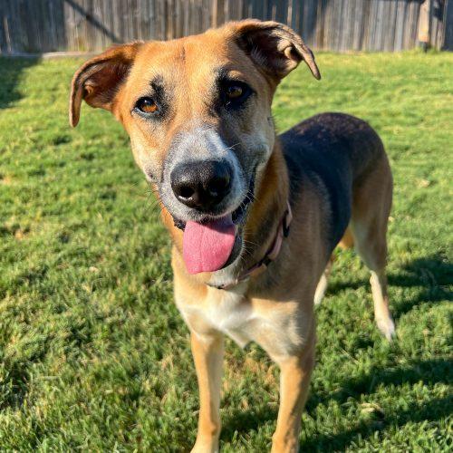Mira, Adoptable, Young Female German Shepherd Dog & Boxer.