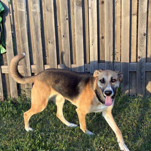 Mira, Adoptable, Young Female German Shepherd Dog & Boxer.