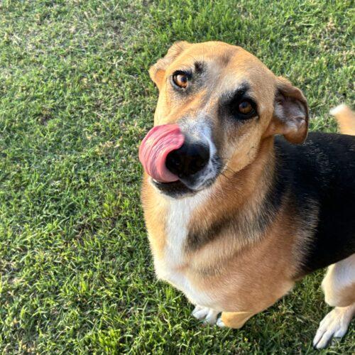 Mira, a Adoptable mixed breed in Edmond, OK image 2/6