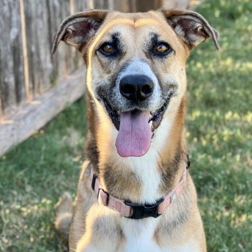 Enlarge Mira, a Adoptable mixed breed in Edmond, OK image 2/5